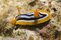 Nudibranch - D70s, 105mm, twin strobes by Paul Maddock 